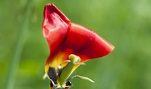 花已走，叶徒留_800字