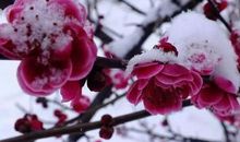 [暑假生活]凌寒独自开-梅花_500字