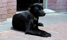 小黄狗和大黑狗