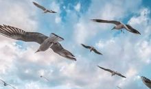 小山坡上飞出的雄鹰_800字