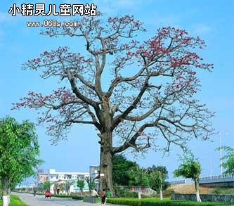 木制棉树校园_450字