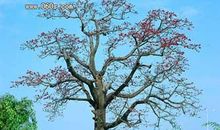 木棉树的校园_450字