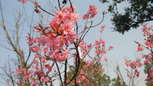 [四月文章]樱花，关注_250字
