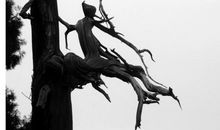 古树·伙伴·童年忆_900字