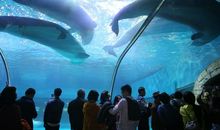 游海洋公园_550字