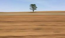 平凡事物中的美_450字