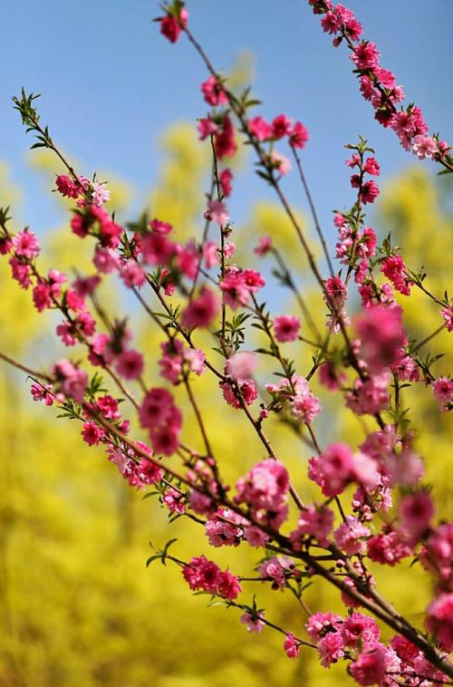 [3月录制]在3月春节_500字