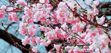 鲜花和空笑容_1500字