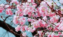 花落花空的笑容_1500字