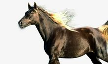 关于马的作文：学会做一匹千里马_900字