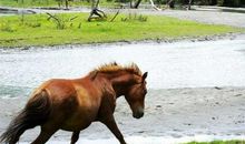 关于马的作文：千里马（二）_900字