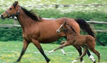 关于马的作文：家乡的马_900字