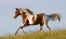 关于马的作文：假如我是一匹马_700字