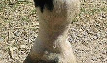 关于马的作文：勤劳的马_700字