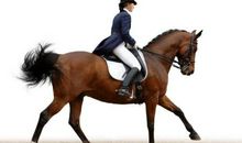 关于马的作文：假如我有一匹马_450字