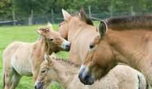 关于马的作文：野马_1200字