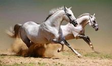 关于马的作文：千里马·伯乐_1200字