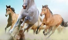 关于马的作文：千里马_750字