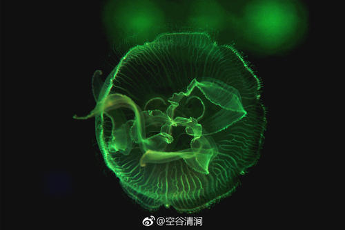 生命的姿态_1200字