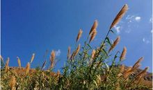 那棵芦苇，那个人_800字