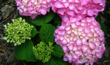 曾经的花（连载全文）_3000字