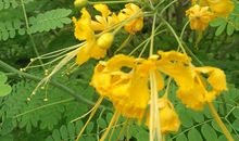 你悄悄地走来_100字