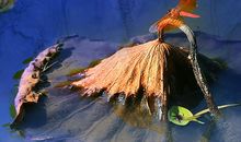 祭奠那些逝去的青春岁月_1500字