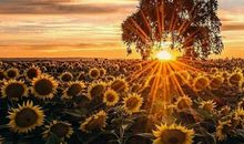 面对磨难,我会努力_350字