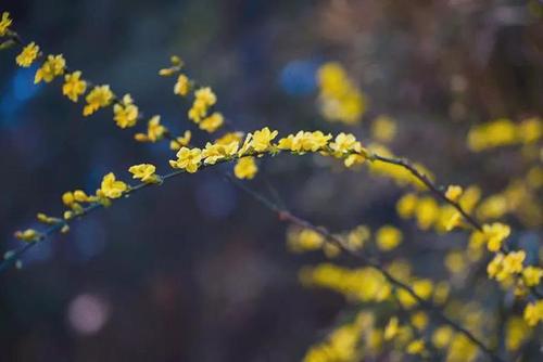 [四月文章]花睡眠，为什么埋葬_3000字