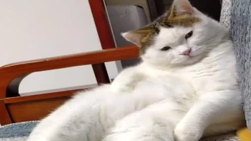 我的家人的胖猫_100字
