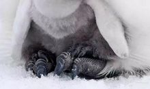 最熟悉的“小企鹅”_1200字