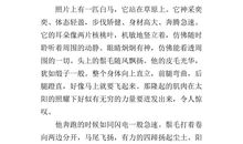 关于马的作文：汗马功劳_700字