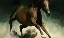 关于马的作文：骑马_650字