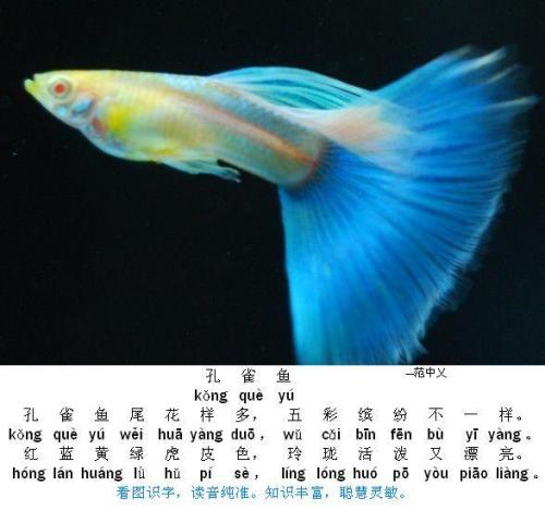 孔雀鱼_550字