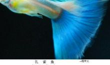 孔雀鱼_550字