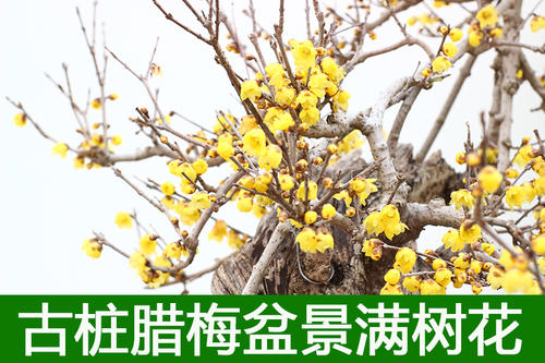 虚拟树_550字