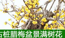 腊梅树_550字