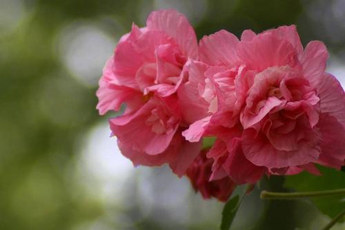 我的芙蓉花_600字