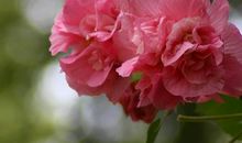 我家的芙蓉花_600字