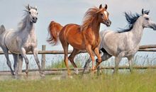 关于马的作文：马_650字