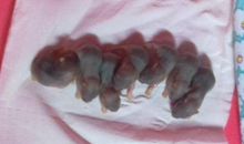 我家的分丫头_100字