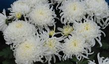 逝者会安，生者勿念_650字