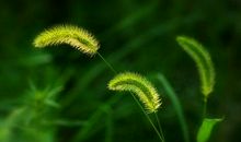 赞美你，小草_450字