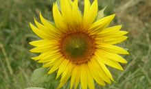 我发现了生活中的美_300字