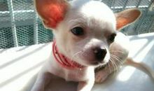 我可爱的吉娃娃_600字