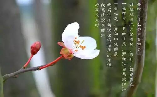 清明，杏花，大雨_1200字