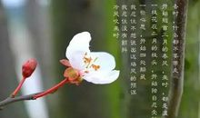 清明·杏花·微雨_1200字