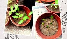 眼光里落叶，已发芽_1500字