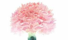 妇女节的作文：一枝康乃馨_750字