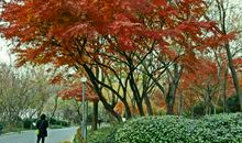 窗 外 那 棵 芙 蓉 树_700字